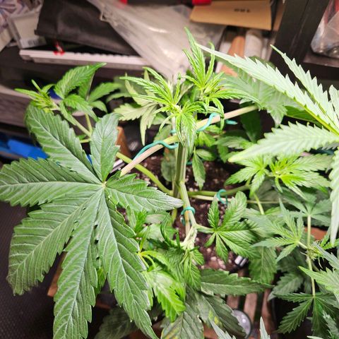 Zamnesia Sunset Sherbet  growlog timeline photo