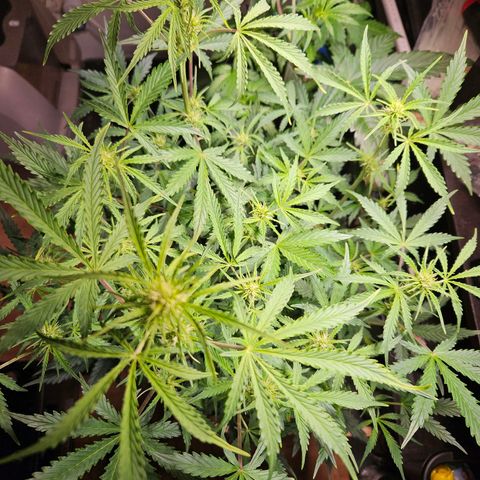 FastBuds Gelato growlog timeline photo
