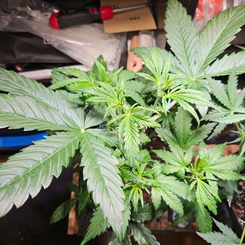 Zamnesia Sunset Sherbet  growlog timeline photo