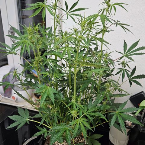 FastBuds Gelato growlog timeline photo