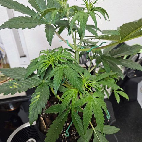 Zamnesia Sunset Sherbet  growlog timeline photo