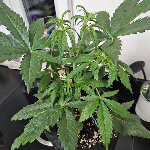 Zamnesia Sunset Sherbet  growlog timeline photo