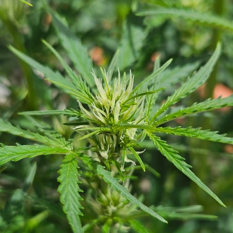 FastBuds Gelato growlog timeline photo
