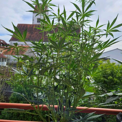 FastBuds Gelato growlog timeline photo