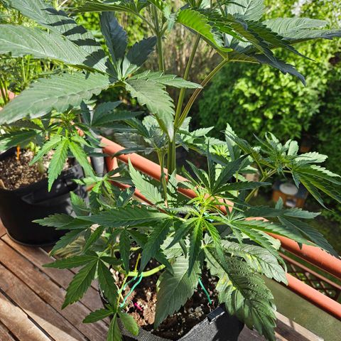 Zamnesia Sunset Sherbet  growlog timeline photo