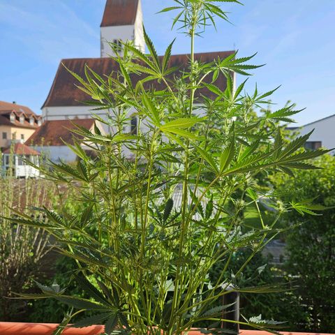 FastBuds Gelato growlog timeline photo