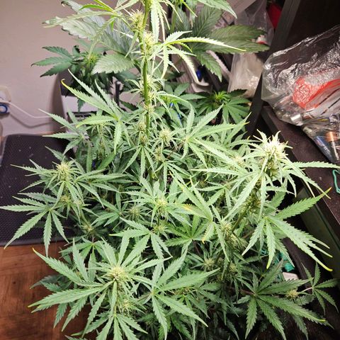 FastBuds Gelato growlog timeline photo