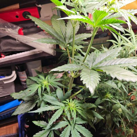Zamnesia Sunset Sherbet  growlog timeline photo