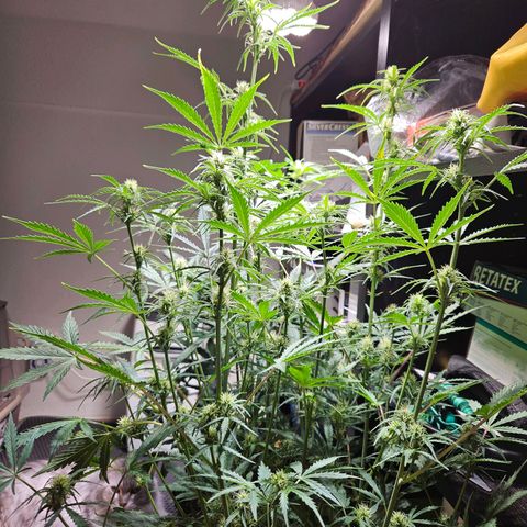 FastBuds Gelato growlog timeline photo