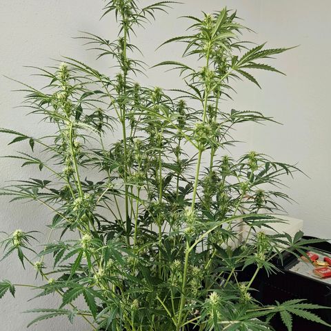 FastBuds Gelato growlog timeline photo