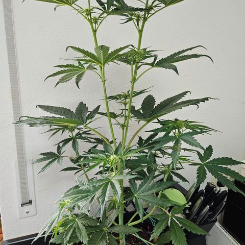 Zamnesia Sunset Sherbet  growlog timeline photo