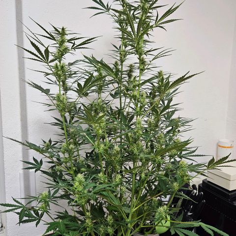 FastBuds Gelato growlog timeline photo