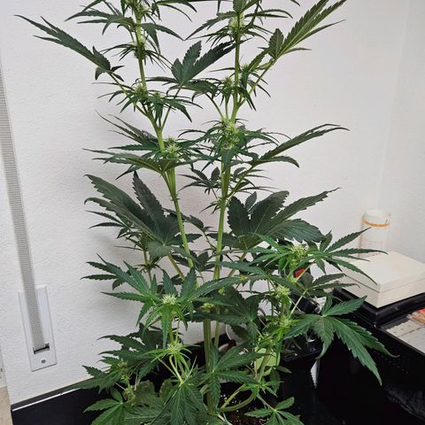 Zamnesia Sunset Sherbet  growlog timeline photo