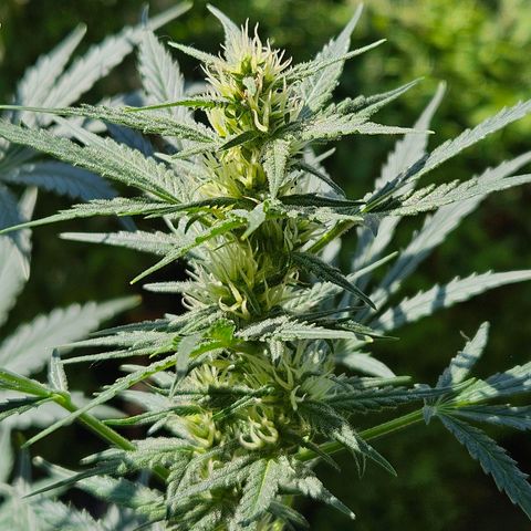 FastBuds Gelato growlog timeline photo