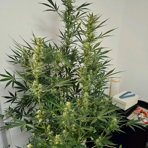 FastBuds Gelato growlog timeline photo
