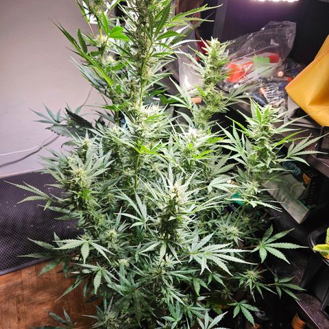 FastBuds Gelato growlog timeline photo