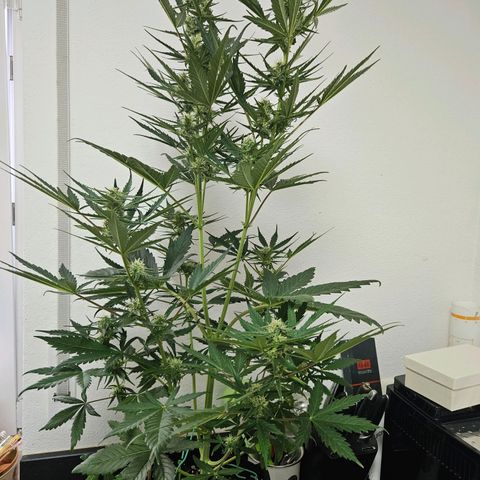 Zamnesia Sunset Sherbet  growlog timeline photo
