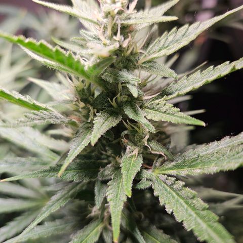 FastBuds Gelato growlog timeline photo