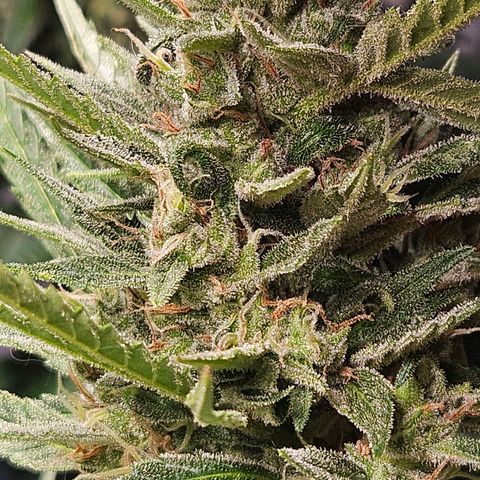 FastBuds Gelato growlog photo: Bald! 