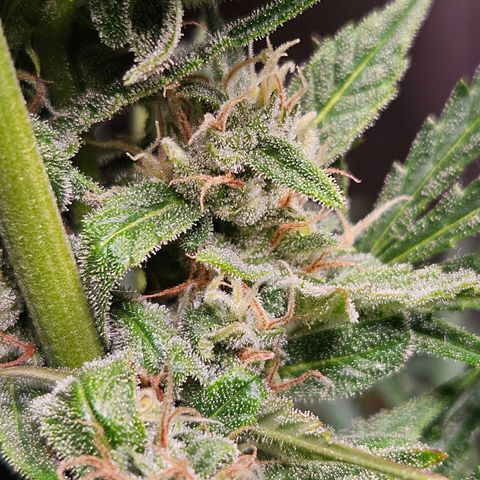 FastBuds Gelato growlog photo: Bald! 