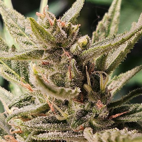 FastBuds Gelato growlog photo: Bald! 