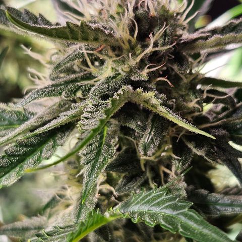 Zamnesia Sunset Sherbet  growlog timeline photo