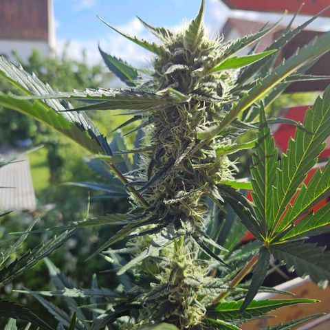 Zamnesia Sunset Sherbet  growlog timeline photo