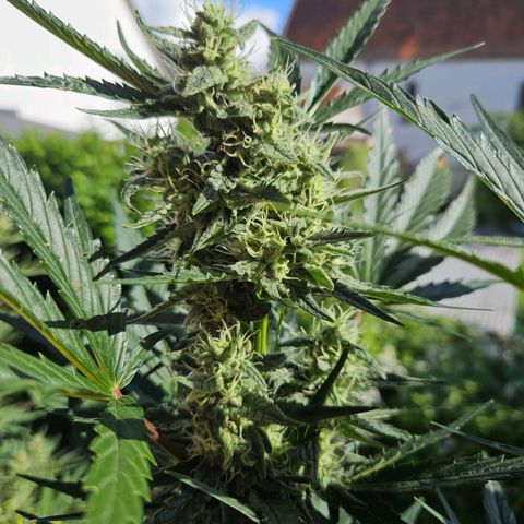 Zamnesia Sunset Sherbet  growlog timeline photo