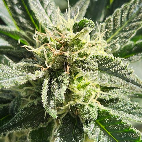 Zamnesia Sunset Sherbet  growlog timeline photo