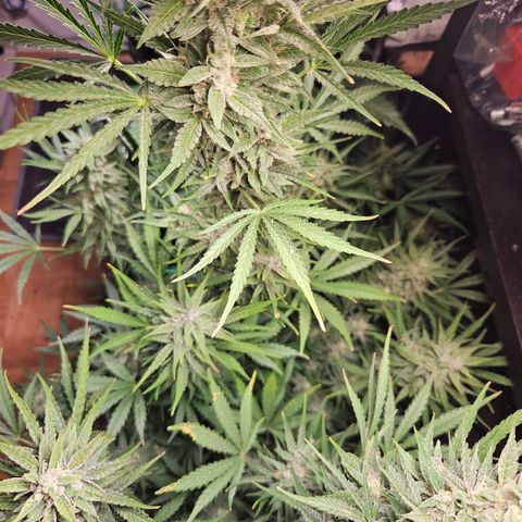 FastBuds Gelato growlog timeline photo