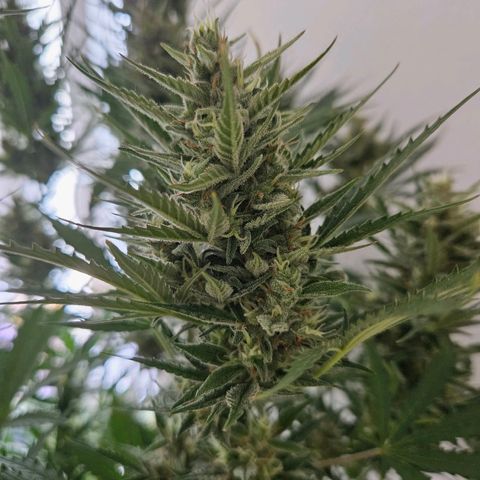 FastBuds Gelato growlog timeline photo