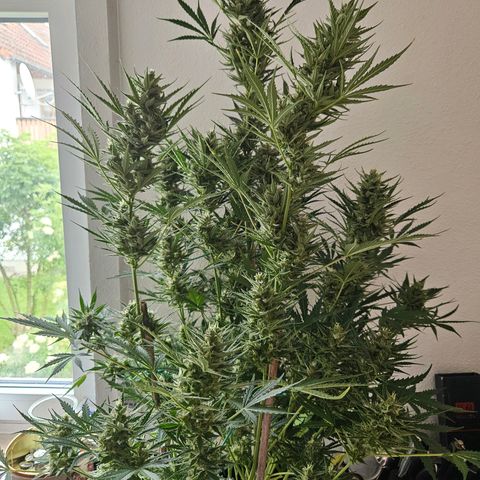 FastBuds Gelato growlog timeline photo