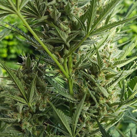 FastBuds Gelato growlog timeline photo