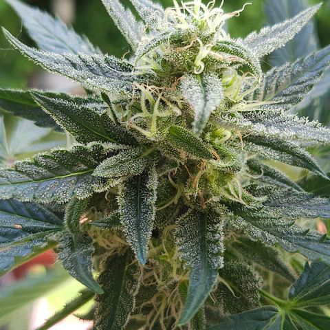 Zamnesia Sunset Sherbet  growlog timeline photo