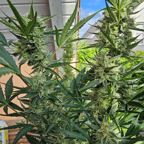 Zamnesia Sunset Sherbet  growlog timeline photo