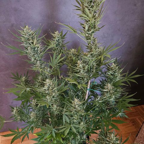 FastBuds Gelato growlog timeline photo
