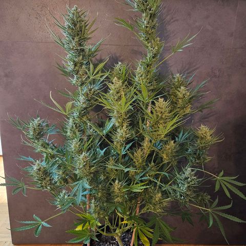 FastBuds Gelato growlog timeline photo
