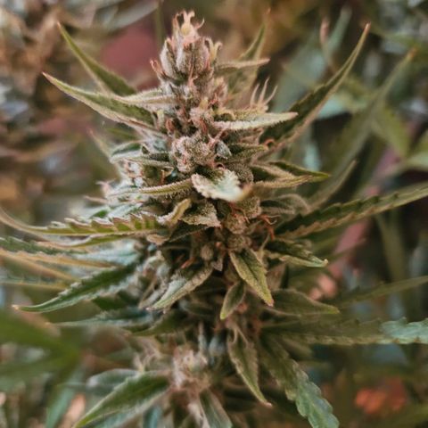 FastBuds Gelato growlog timeline photo