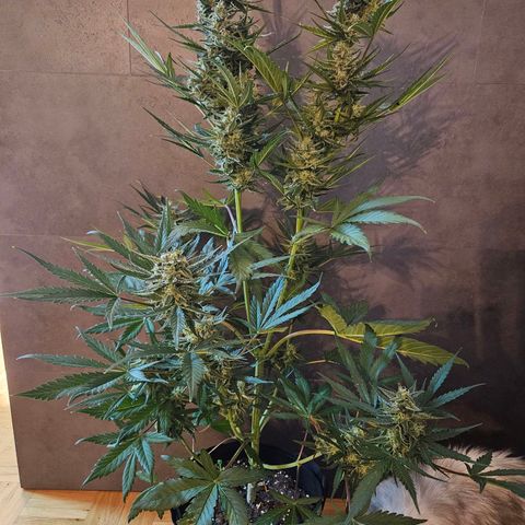 Zamnesia Sunset Sherbet  growlog timeline photo