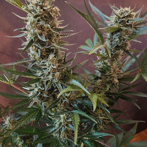 Zamnesia Sunset Sherbet  growlog timeline photo