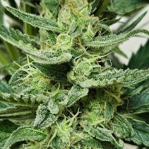 Zamnesia Sunset Sherbet  growlog timeline photo