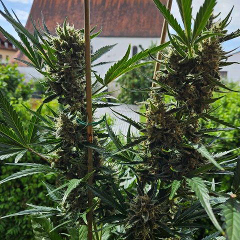 Zamnesia Sunset Sherbet  growlog timeline photo