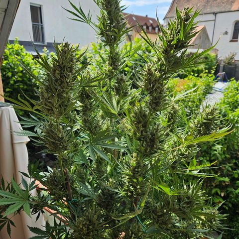 FastBuds Gelato growlog timeline photo