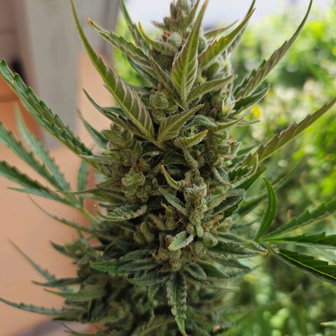 FastBuds Gelato growlog timeline photo