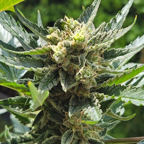 Zamnesia Sunset Sherbet  growlog timeline photo