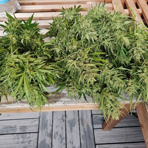 FastBuds Gelato growlog timeline photo