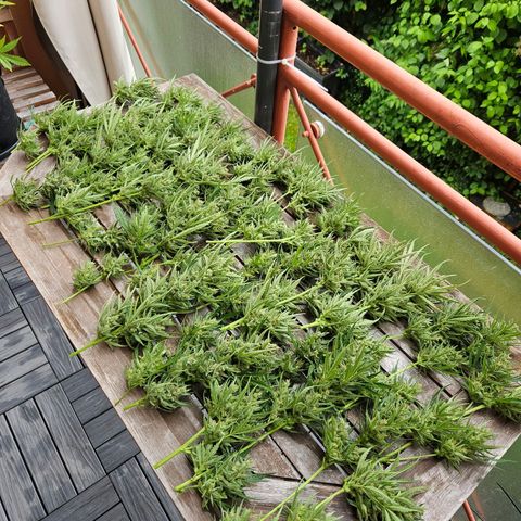 FastBuds Gelato growlog photo: 😍😍😍
