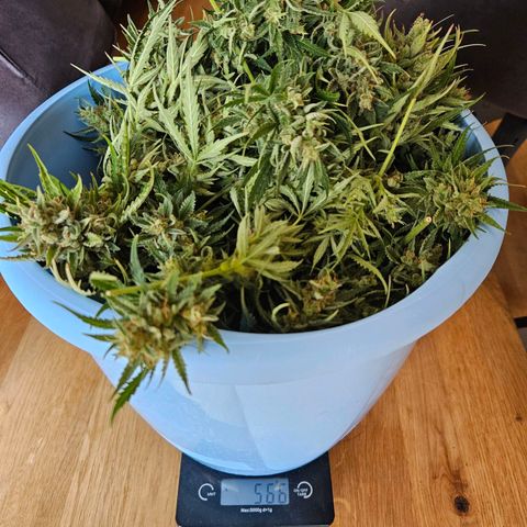 FastBuds Gelato growlog timeline photo