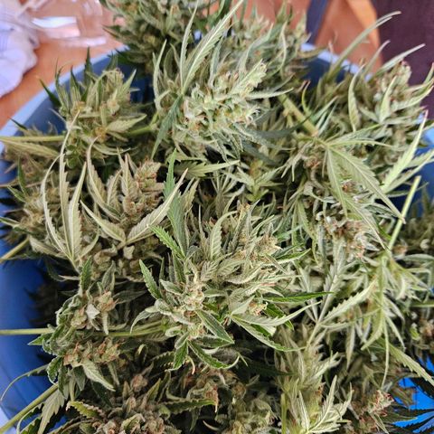 FastBuds Gelato growlog timeline photo