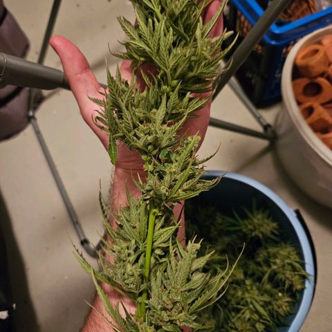 FastBuds Gelato growlog timeline photo